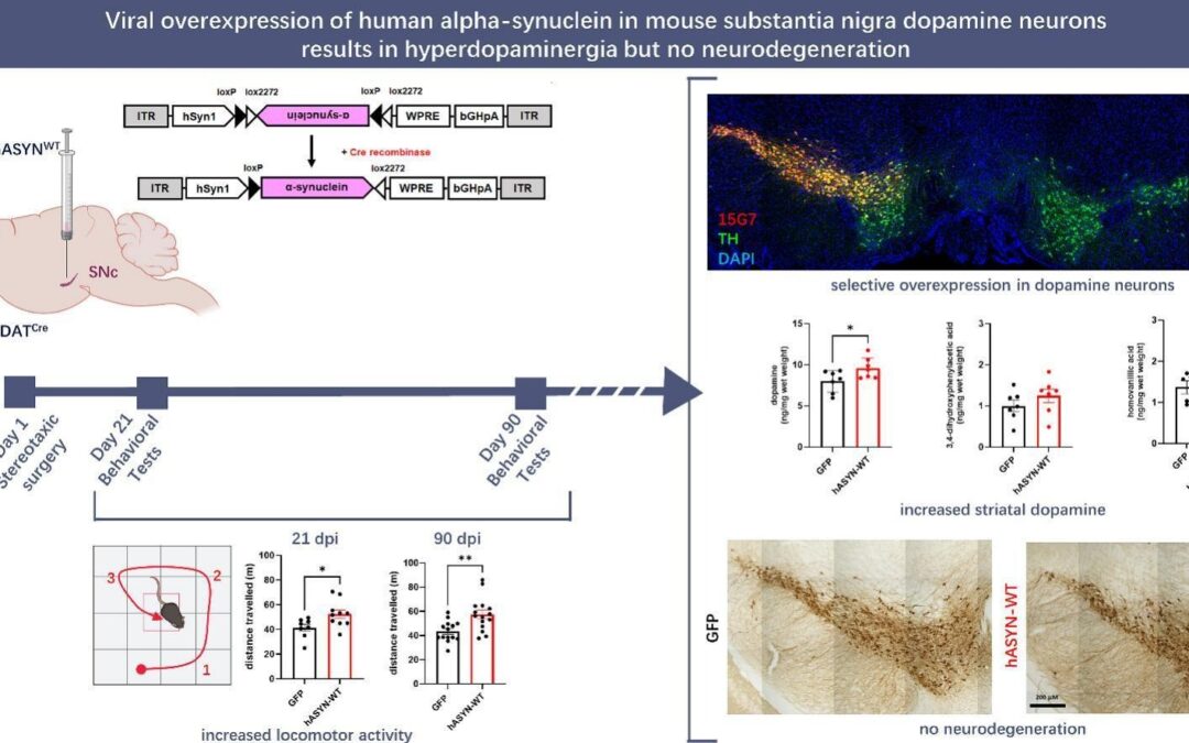 Viral overexpression of human alpha-synuclein in mouse substantia nigra dopamine neurons results in hyperdopaminergia but no neurodegeneration