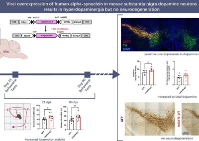 Viral overexpression of human alpha-synuclein in mouse substantia nigra dopamine neurons results in hyperdopaminergia but no neurodegeneration