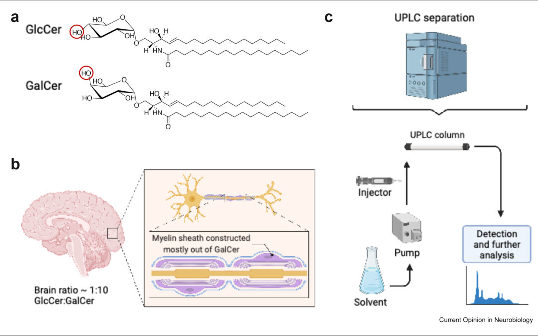 GBA mutations, glucosylceramide and Parkinson’s disease