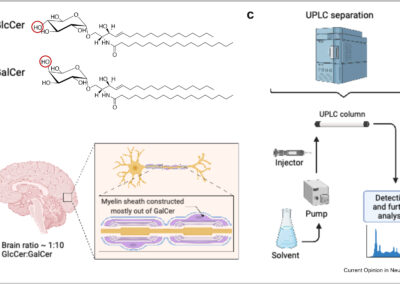 GBA mutations, glucosylceramide and Parkinson’s disease