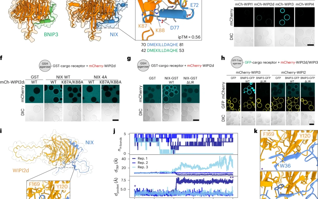 Reconstitution of BNIP3/NIX-mitophagy initiation reveals hierarchical flexibility of the autophagy machinery