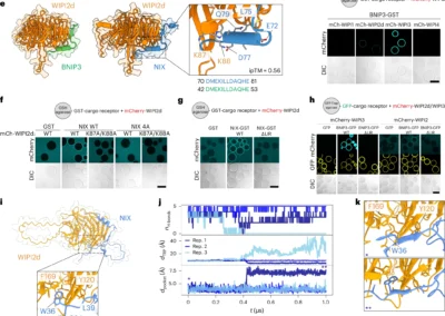 Reconstitution of BNIP3/NIX-mitophagy initiation reveals hierarchical flexibility of the autophagy machinery