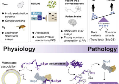 The Parkinson’s disease protein alpha-synuclein is a modulator of processing bodies and mRNA stability