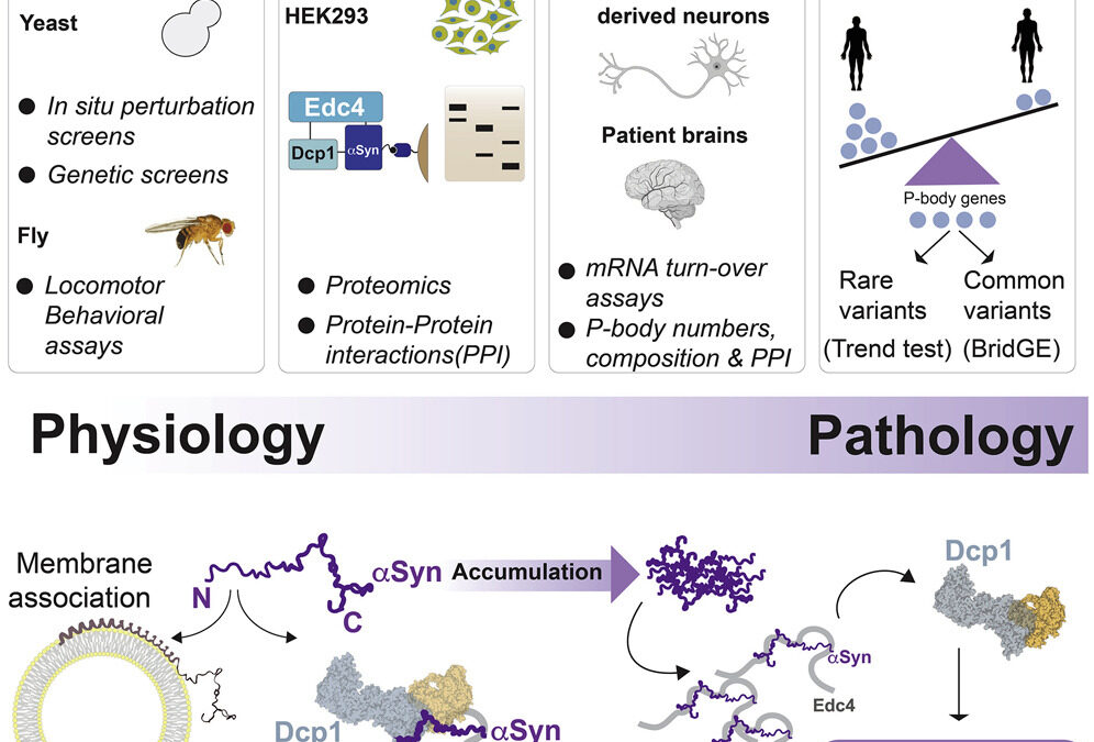 The Parkinson’s disease protein alpha-synuclein is a modulator of processing bodies and mRNA stability