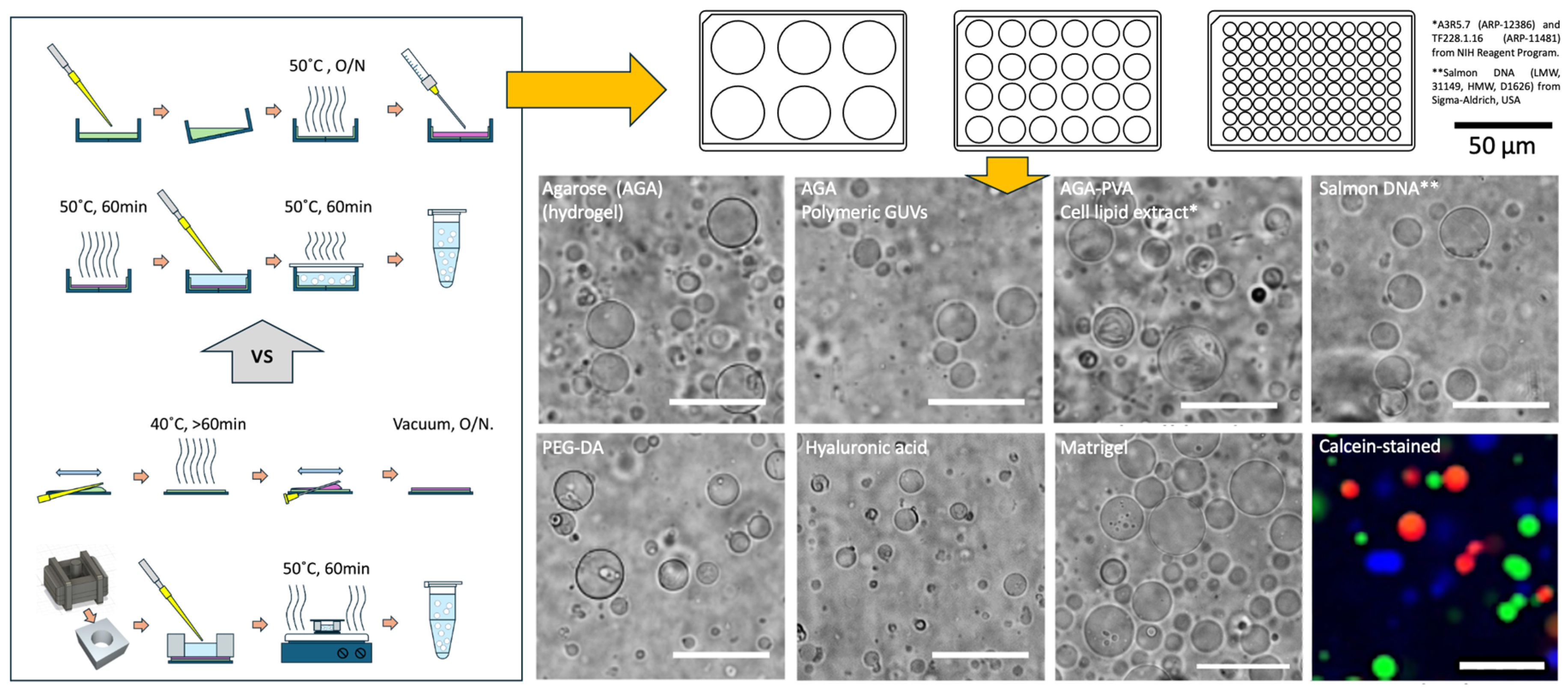 Rapid Multi-Well Evaluation of Assorted Materials for Hydrogel-Assisted Giant Unilamellar Vesicle Production: Empowering Bottom-Up Synthetic Biology