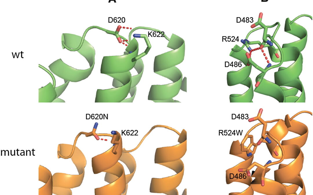 A Mutation in VPS35, Encoding a Subunit of the Retromer Complex, Causes Late-Onset Parkinson Disease