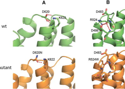 A Mutation in VPS35, Encoding a Subunit of the Retromer Complex, Causes Late-Onset Parkinson Disease